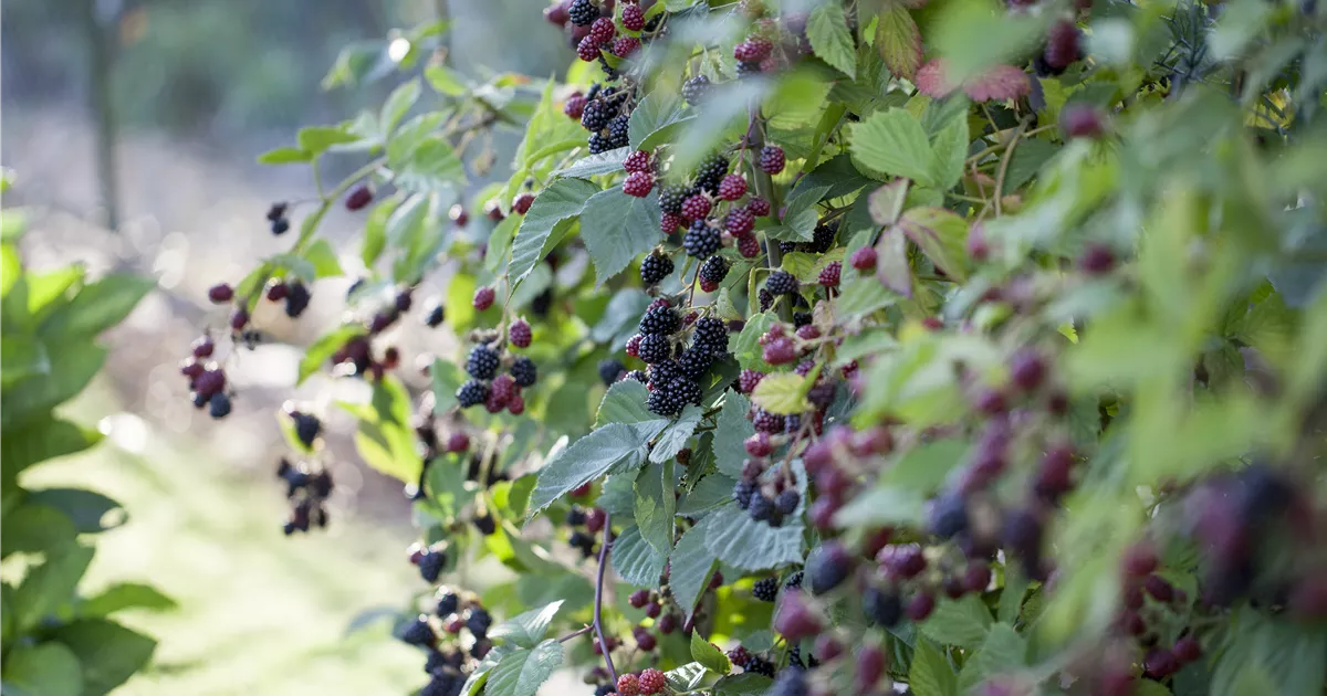  - Fruchtige Pflanzenpflege – Beerensträucher zurückschneiden