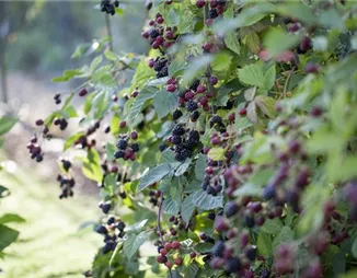 Brombeeren – wilde Leckereien mit langer Tradition