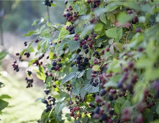 Fruchtige Pflanzenpflege – Beerensträucher zurückschneiden