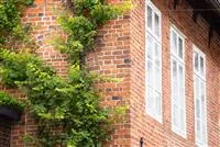 - Hoch hinaus mit vielseitigen Kletterpflanzen im Garten  - Hoch hinaus mit vielseitigen Kletterpflanzen im Garten