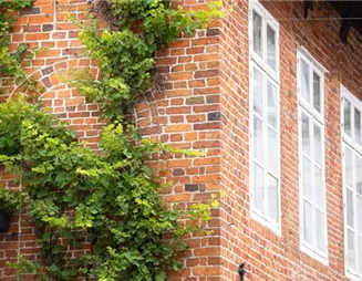 Hoch hinaus mit vielseitigen Kletterpflanzen im Garten