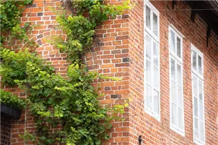 Kletterpflanzen - Kletterpflanzen