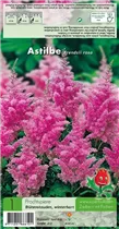 Blumenzwiebeln Premium - Prachtspiere Astilbe rosa - 1 Stück Blumenzwiebeln Premium - Prachtspiere Astilbe rosa - 1 Stück