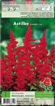 Blumenzwiebeln Premium - Prachtspiere Astilbe rot - 1 Stück Blumenzwiebeln Premium - Prachtspiere Astilbe rot - 1 Stück