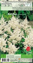 Blumenzwiebeln Premium - Prachtspiere Astilbe weiß - 1 Stück