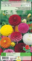 Blumenzwiebeln - Pompon-Dahlie Mischung - 3 Stück