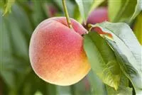 - Obstbäume brauchen Sommerschnitt für die optimale Ernte  - Obstbäume brauchen Sommerschnitt für die optimale Ernte