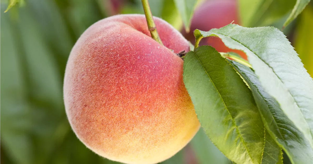  - Obstbäume brauchen Sommerschnitt für die optimale Ernte