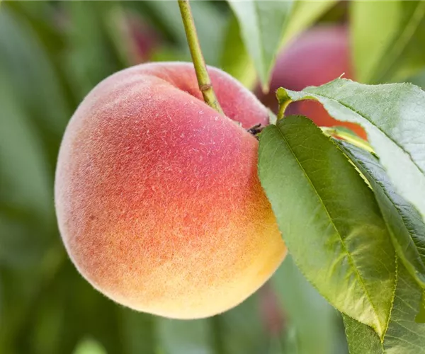- Obstbäume brauchen Sommerschnitt für die optimale Ernte  - Obstbäume brauchen Sommerschnitt für die optimale Ernte