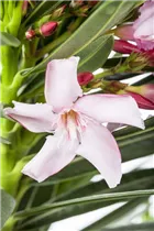 Nerium oleander - Oleander Nerium oleander - Oleander