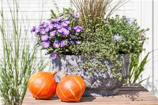 Aster dumosus, blau - Aster dumosus, blau