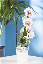 Phalaenopsis 'Waterfall' - Schmetterlingsorchidee 'Waterfall'