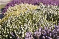 - Der Heidegarten: Erholung und Idylle für Zuhause  - Der Heidegarten: Erholung und Idylle für Zuhause