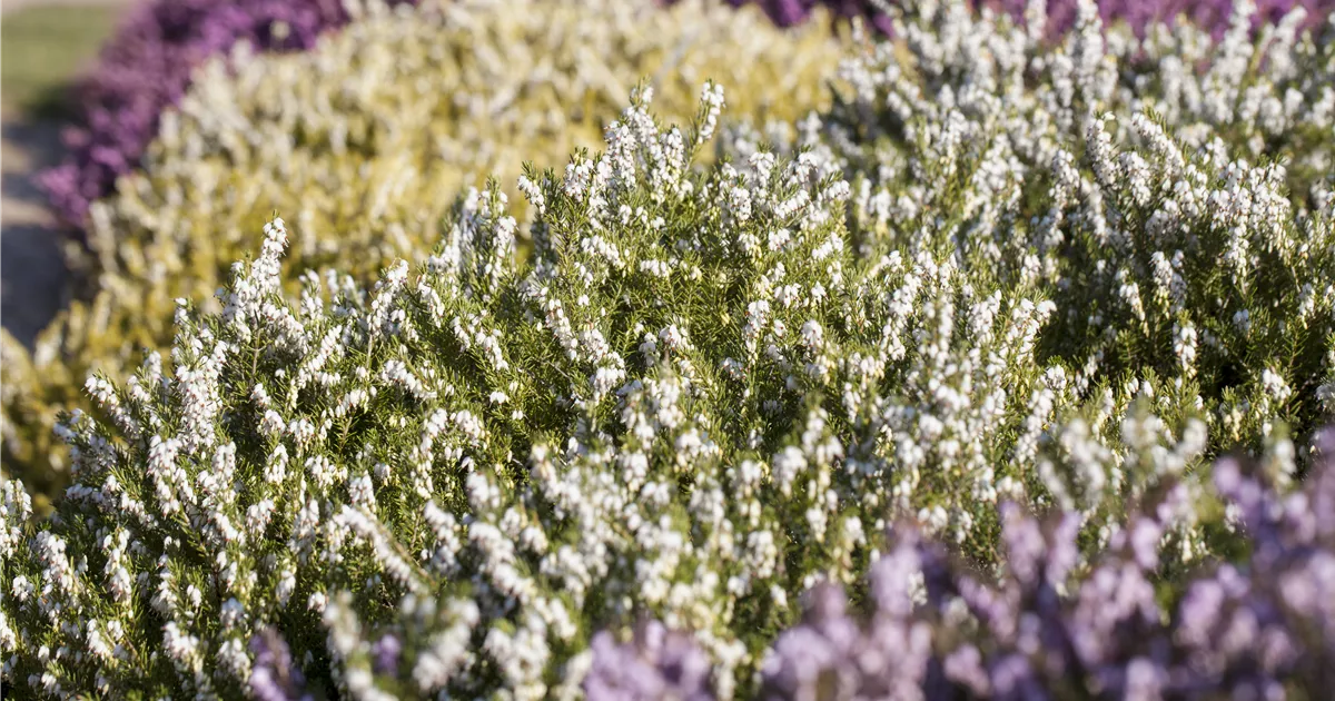  - Der Heidegarten: Erholung und Idylle für Zuhause