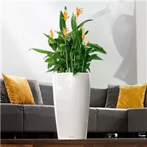 Lechuza Blumentopf - Rondo Premium 32 Komplettset - Weiß Lechuza Blumentopf - Rondo Premium 32 Komplettset - Weiß