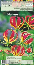 Blumenzwiebeln Premium - Ruhmeskrone Gloriosa rotschildiana - 1 Stück Blumenzwiebeln Premium - Ruhmeskrone Gloriosa rotschildiana - 1 Stück