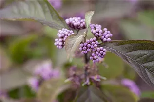 Callicarpa bodinieri var. giraldii 'Profusion' - Chinesische Schönfrucht 'Profusion' Callicarpa bodinieri var. giraldii 'Profusion' - Chinesische Schönfrucht 'Profusion'
