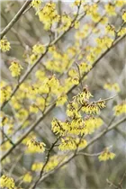 Hamamelis x intermedia 'Arnold Promise' - Schwefelgelbe Zaubernuss 'Arnold Promise'