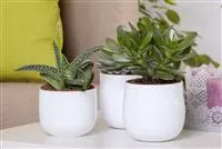  - Aloe Vera - die Pflanze, die schön macht