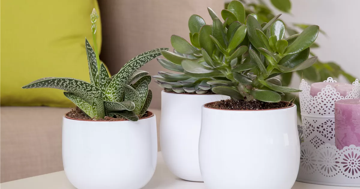 - Aloe Vera - die Pflanze, die schön macht