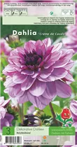 Blumenzwiebeln - Schmuck-Dahlie Creme de Cassis - 3 Stück