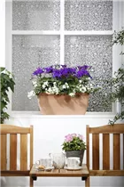 Pericallis Senetti® - Aschenblume Pericallis Senetti® - Aschenblume