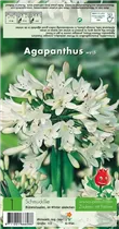 Blumenzwiebeln - Schmucklilie Agapanthus weiß - 1 Stück