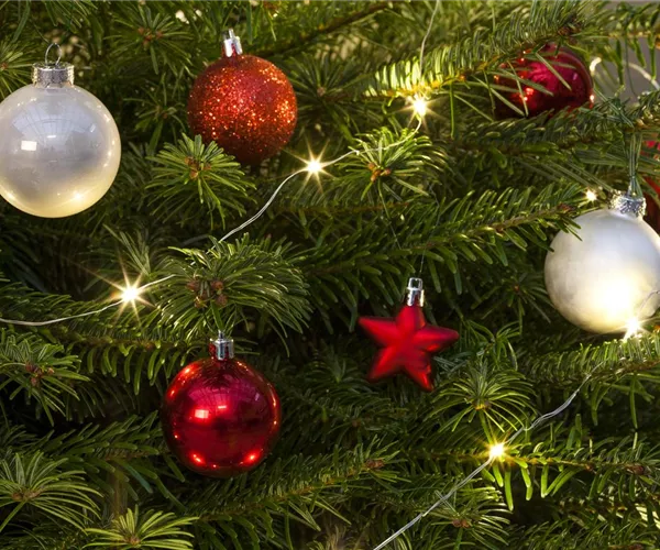 - Weihnachtsbaum-Pflege / Lebens-Verlängerung in der Adventszeit  - Weihnachtsbaum-Pflege / Lebens-Verlängerung in der Adventszeit