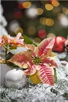 Euphorbia pulcherrima 'Marble' - Weihnachtsstern