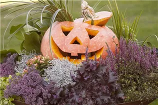 Cucurbita maxima - Speise-Kürbis Cucurbita maxima - Speise-Kürbis