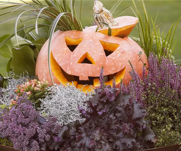 - Lecker im Kochtopf oder horrormäßig als Totenkopf – mit dem Kürbis ist alles möglich!  - Lecker im Kochtopf oder horrormäßig als Totenkopf – mit dem Kürbis ist alles möglich!