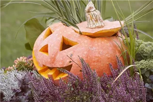 Cucurbita maxima - Speise-Kürbis Cucurbita maxima - Speise-Kürbis