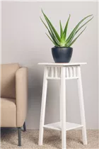 Aloe vera - Echte Aloe