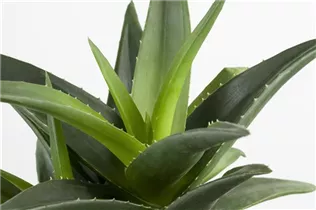 Aloe aristata - Aloe Aloe aristata - Aloe