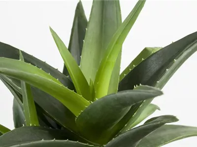Aloe aristata - Aloe Aloe aristata - Aloe