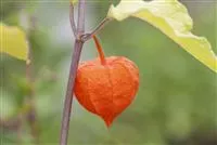 - Die Lampionblume: alles andere als ein Nachtschattengewächs  - Die Lampionblume: alles andere als ein Nachtschattengewächs
