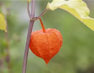 Die Lampionblume: alles andere als ein Nachtschattengewächs