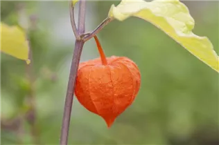 Physalis alkekengi var. franchetii - Blasenkirsche Physalis alkekengi var. franchetii - Blasenkirsche