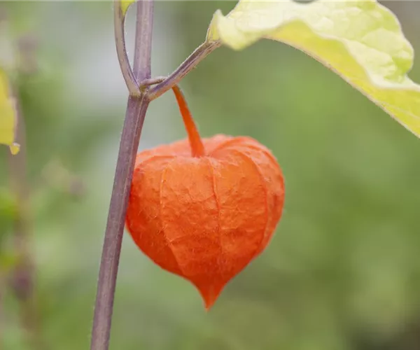 - Exotische Früchte gedeihen auch im eigenen Garten  - Exotische Früchte gedeihen auch im eigenen Garten