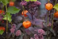 - Schaurig schöne Tischgirlande aus Physalis  - Schaurig schöne Tischgirlande aus Physalis