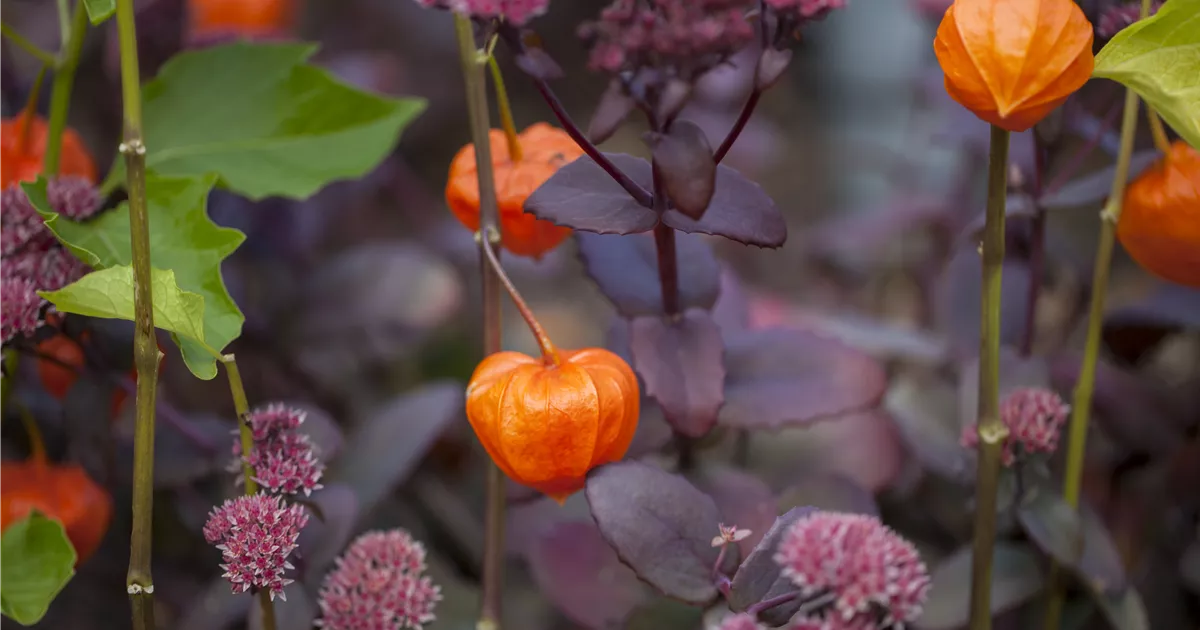  - Schaurig schöne Tischgirlande aus Physalis