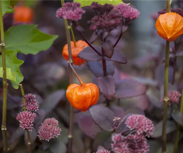 - Schaurig schöne Tischgirlande aus Physalis  - Schaurig schöne Tischgirlande aus Physalis