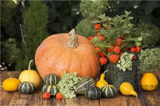 Physalis alkekengi - Lampionblume Physalis alkekengi - Lampionblume