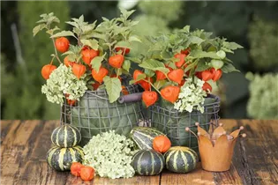 Physalis alkekengi - Lampionblume Physalis alkekengi - Lampionblume