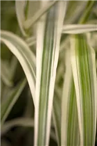 Arundo donax 'Variegata' - Weißbuntes Pfahlrohr 'Variegata' Arundo donax 'Variegata' - Weißbuntes Pfahlrohr 'Variegata'