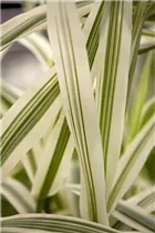 Arundo donax 'Variegata' - Weißbuntes Pfahlrohr 'Variegata' Arundo donax 'Variegata' - Weißbuntes Pfahlrohr 'Variegata'