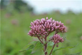 Eupatorium purpureum - Purpur-Wasserdost