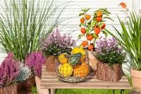 - Mit der Lampionblume den Garten festlich schmücken  - Mit der Lampionblume den Garten festlich schmücken