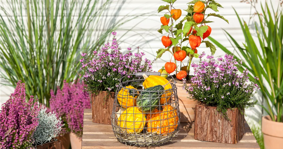  - Mit der Lampionblume den Garten festlich schmücken
