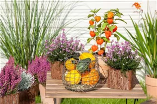 Physalis alkekengi - Lampionblume Physalis alkekengi - Lampionblume